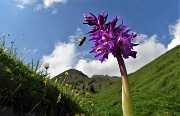96 Orchide mascula (Orchis mascula) visitata da un'ape